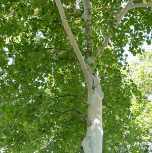 SILVERWOOD™ SYCAMORE
