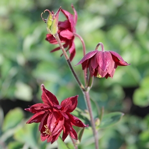 RUBY PORT COLUMBINE
