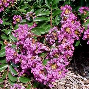MARDI GRAS MINIATURE CRAPEMYRTLE