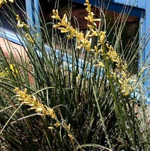 YELLOW YUCCA