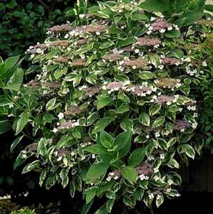 MARIESII VARIEGATED HYDRANGEA