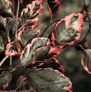 TRICOLOR EUROPEAN BEECH