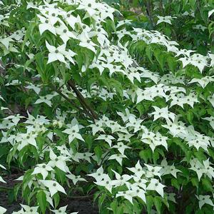 KOUSA DOGWOOD