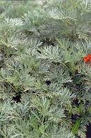 POWIS CASTLE WORMWOOD