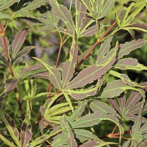 MANYO NO SATO UPRIGHT JAPANESE MAPLE