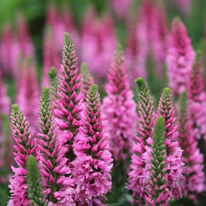 ASPIRE SPEEDWELL