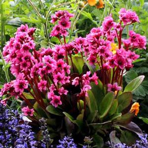 FLIRT BERGENIA