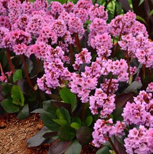 SPRING FLING BERGENIA