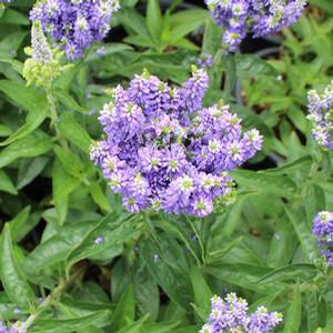 BLUE BOMB SPEEDWELL