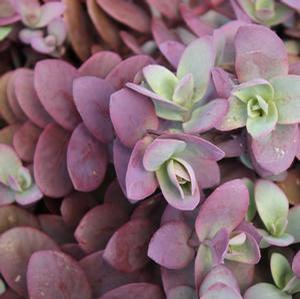 SUNSPARKLER® CHERRY TART SEDUM