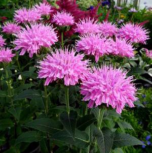 GRAND™ MUM BEEBALM
