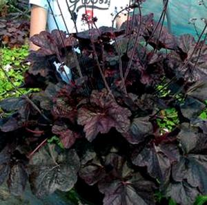 MAGNUM CORAL BELLS