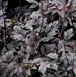 BRUNETTE BUGBANE