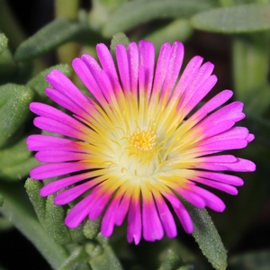 WHEELS OF WONDER™ HOT PINK WONDER ICE PLANT