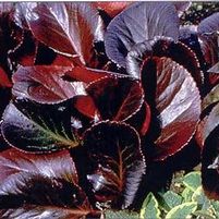 BRESSINGHAM RUBY BERGENIA