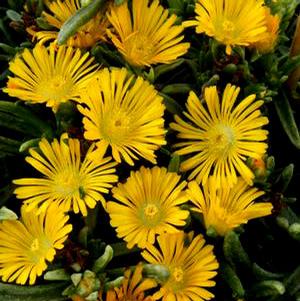 WHEELS OF WONDER™ GOLDEN WONDER ICE PLANT