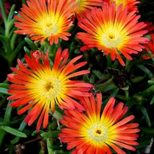 WHEELS OF WONDER™ FIRE WONDER ICE PLANT
