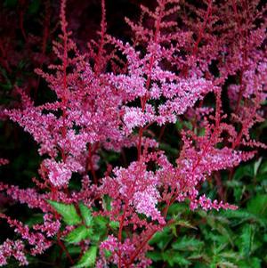 KEY LARGO ASTILBE