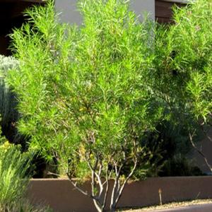 LUCRETIA HAMILTON DESERT WILLOW
