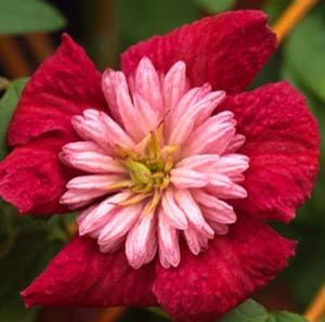 AVANT-GARDE™ CLEMATIS