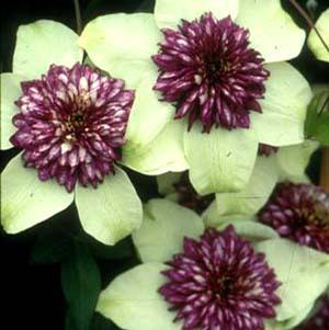 FLORIDA SIEBOLDII CLEMATIS