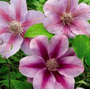 KILIAN DONAHUE CLEMATIS