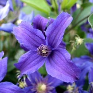 SAPPHIRE INDIGO™ CLEMATIS