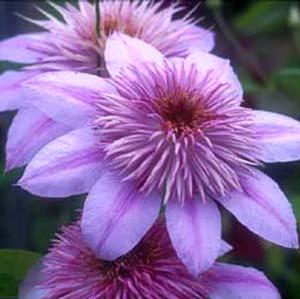 EMPRESS™ CLEMATIS