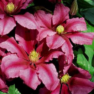 LIBERATION™ CLEMATIS