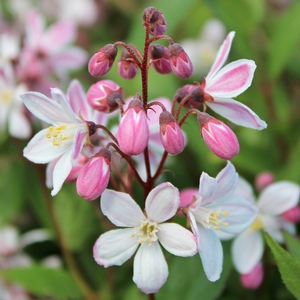 YUKI CHERRY BLOSSOM® DEUTZIA
