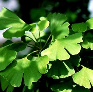 GINKGO