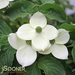 MILKY WAY CHINESE DOGWOOD