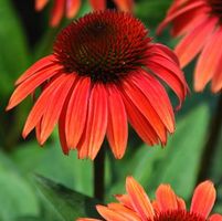 BIG SKY™ SUNSET CONEFLOWER