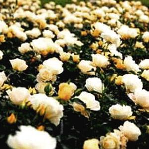 POPCORN DRIFT® ROSE