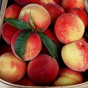 ENCORE PEACH