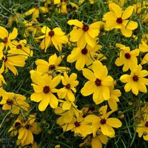 IMPERIAL SUN TICKSEED
