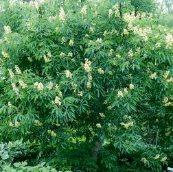 AUTUMN SPLENDOR BUCKEYE