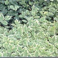 BISHOP'S WEED