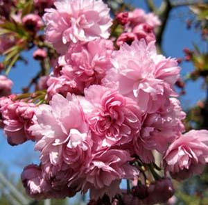 HIGAN WEEPING DOUBLE FLOWERING CHERRY