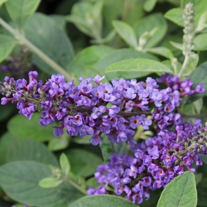 LO & BEHOLD® BLUE CHIP JR. BUTTERFLY BUSH