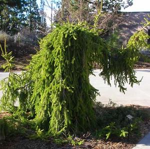 WEEPING NORWAY SPRUCE