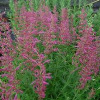 SONORAN SUNSET® HYSSOP