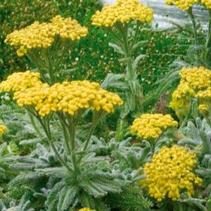 GOLDIE YARROW