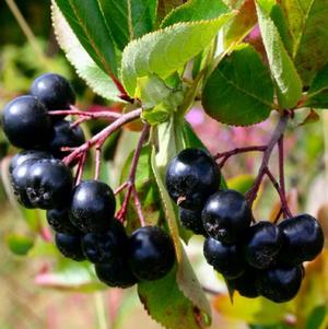 VIKING BLACK CHOKEBERRY