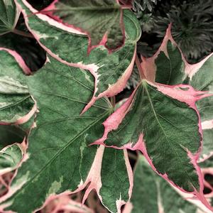 TRICOLOR SWEET POTATO VINE