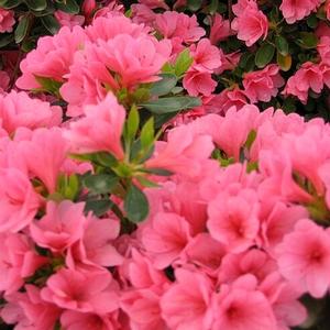 CORAL BELLS KURUME AZALEA