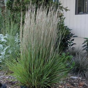 PRAIRIE MUNCHKIN LITTLE BLUESTEM