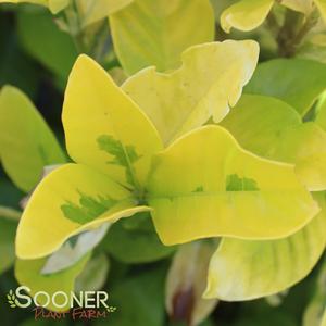 GOLD DOUBLOON™ GARDENIA