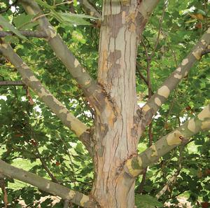 EXCLAMATION™ LONDON PLANETREE