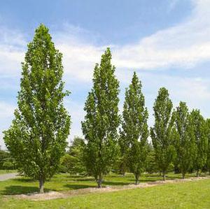 ARNOLD COLUMNAR TULIP TREE